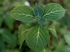 salvia divinorum
